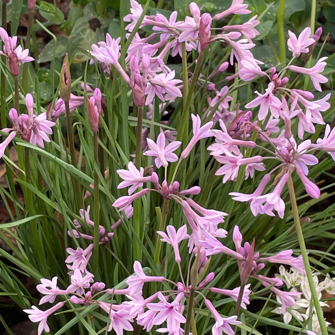 Tulbaghia Cominsii violacea