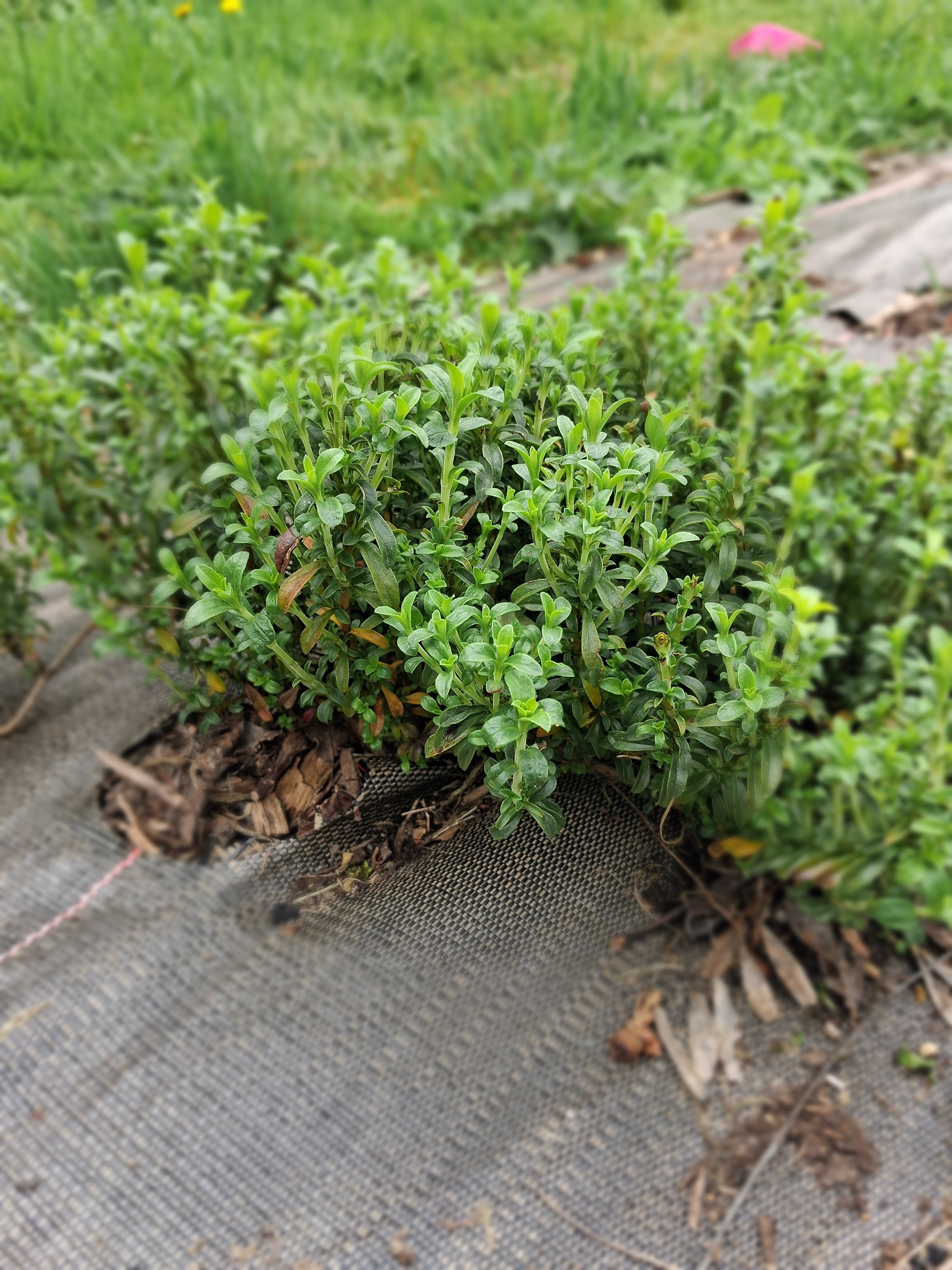 Aromatique - Sarriette