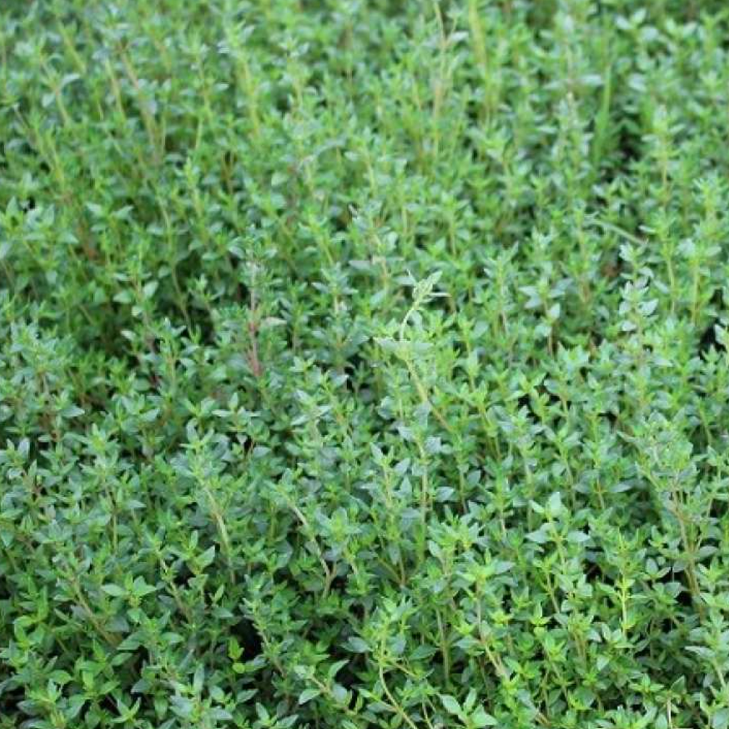 Thym officinal  A thymol 'varico' Pot 1,3L