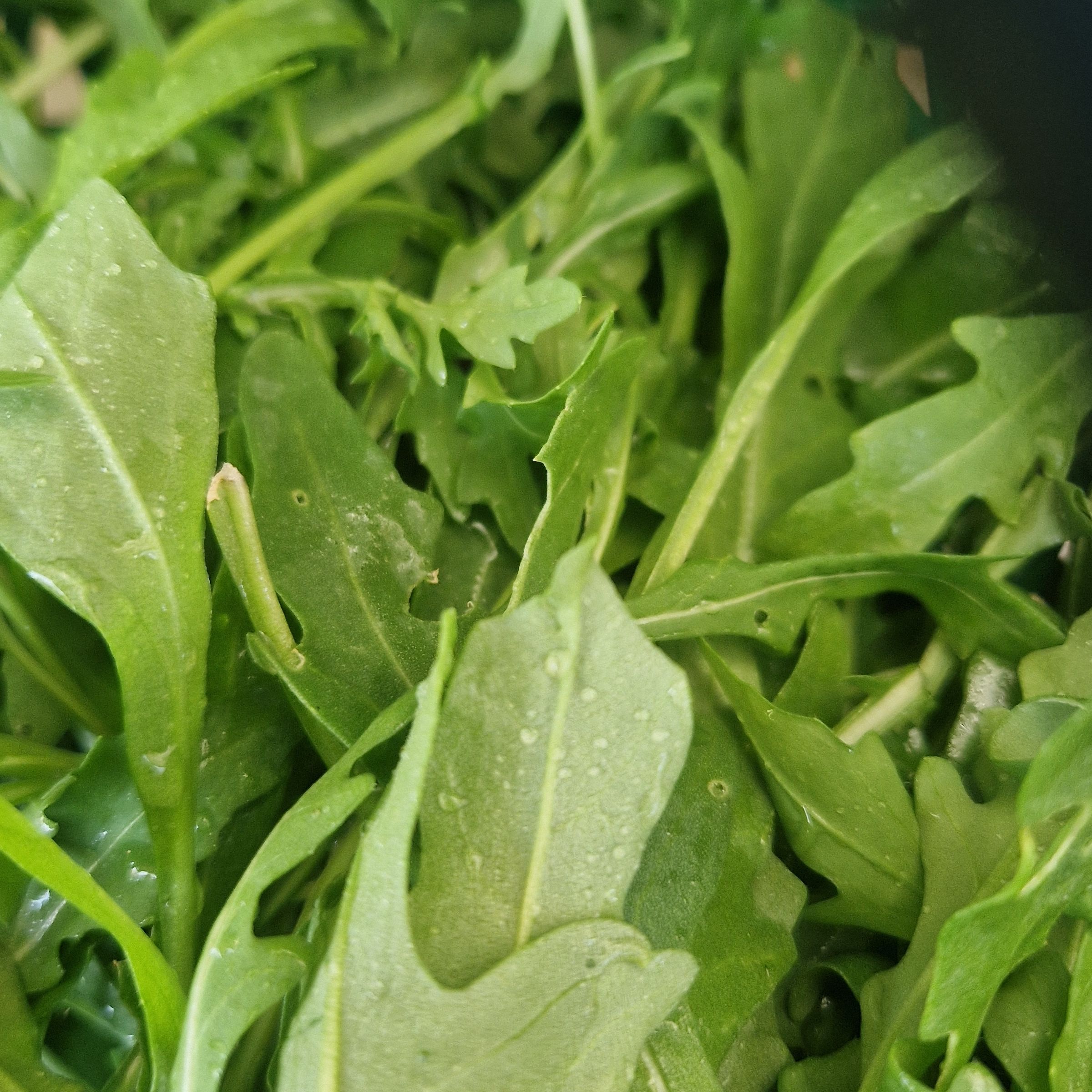 ROQUETTE