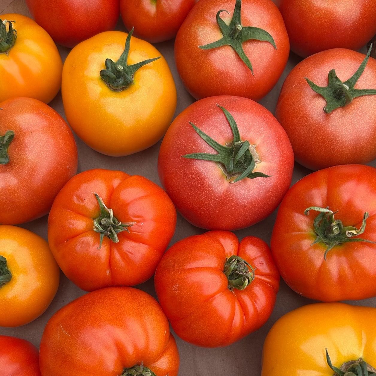 Tomate ancienne - Mix