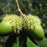 Chêne chevelu - pot 7L