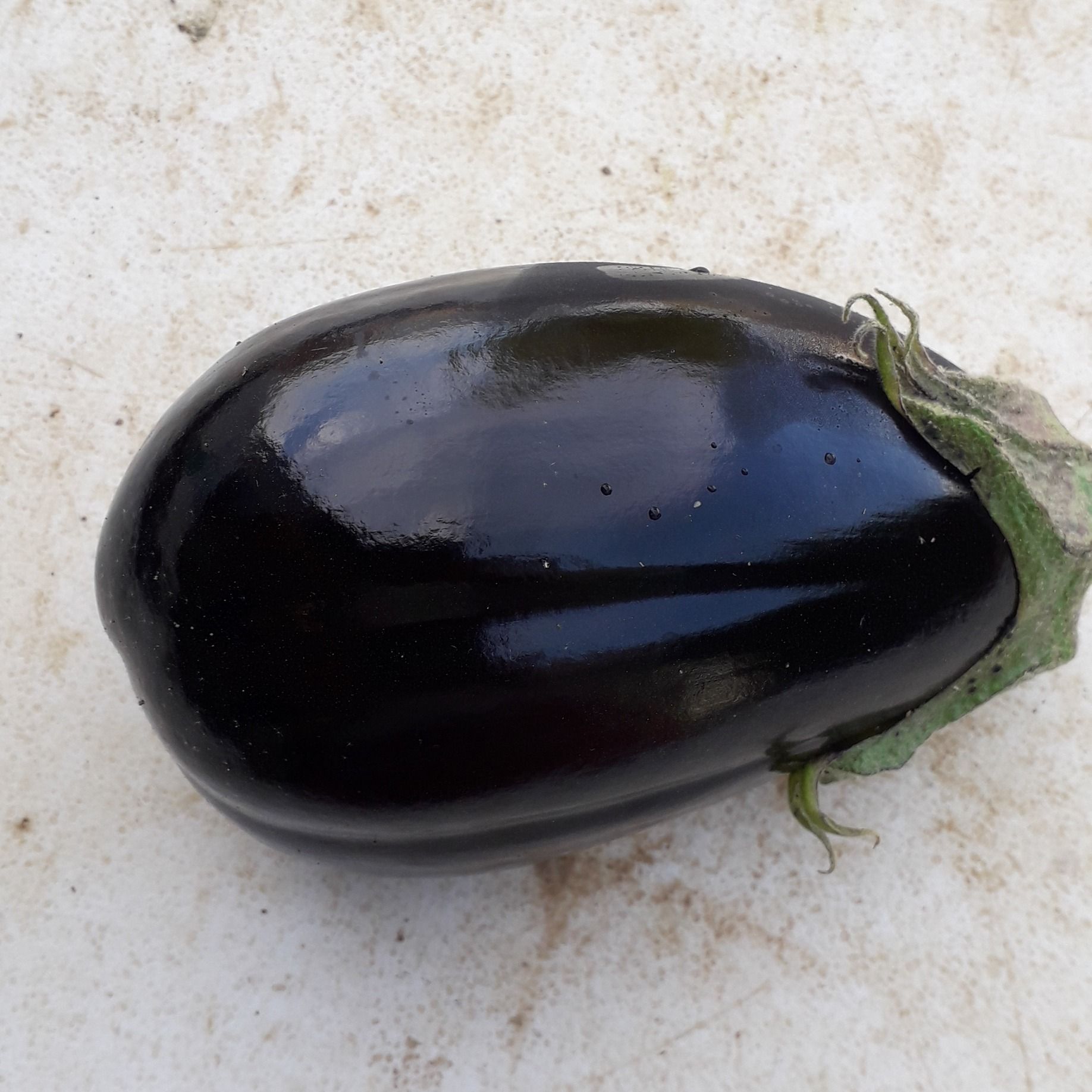 Aubergine