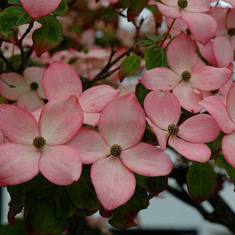 Cornouillier du Japon rose - Cornus Kousa "Satomi"