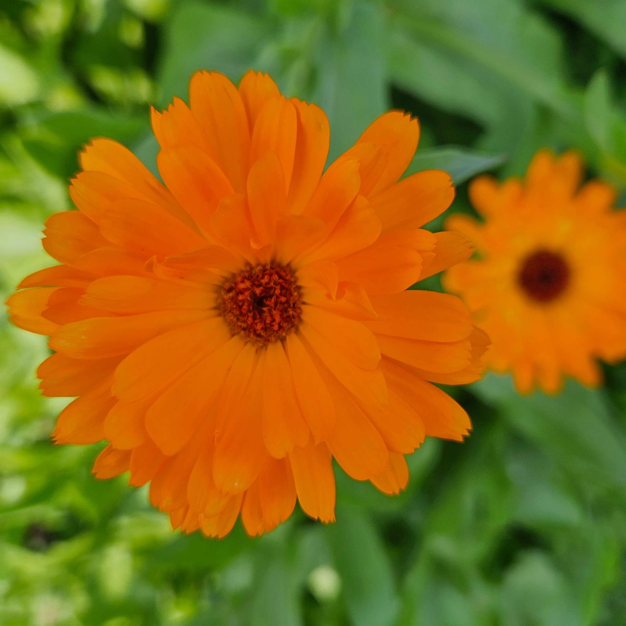 Souci Fleurs