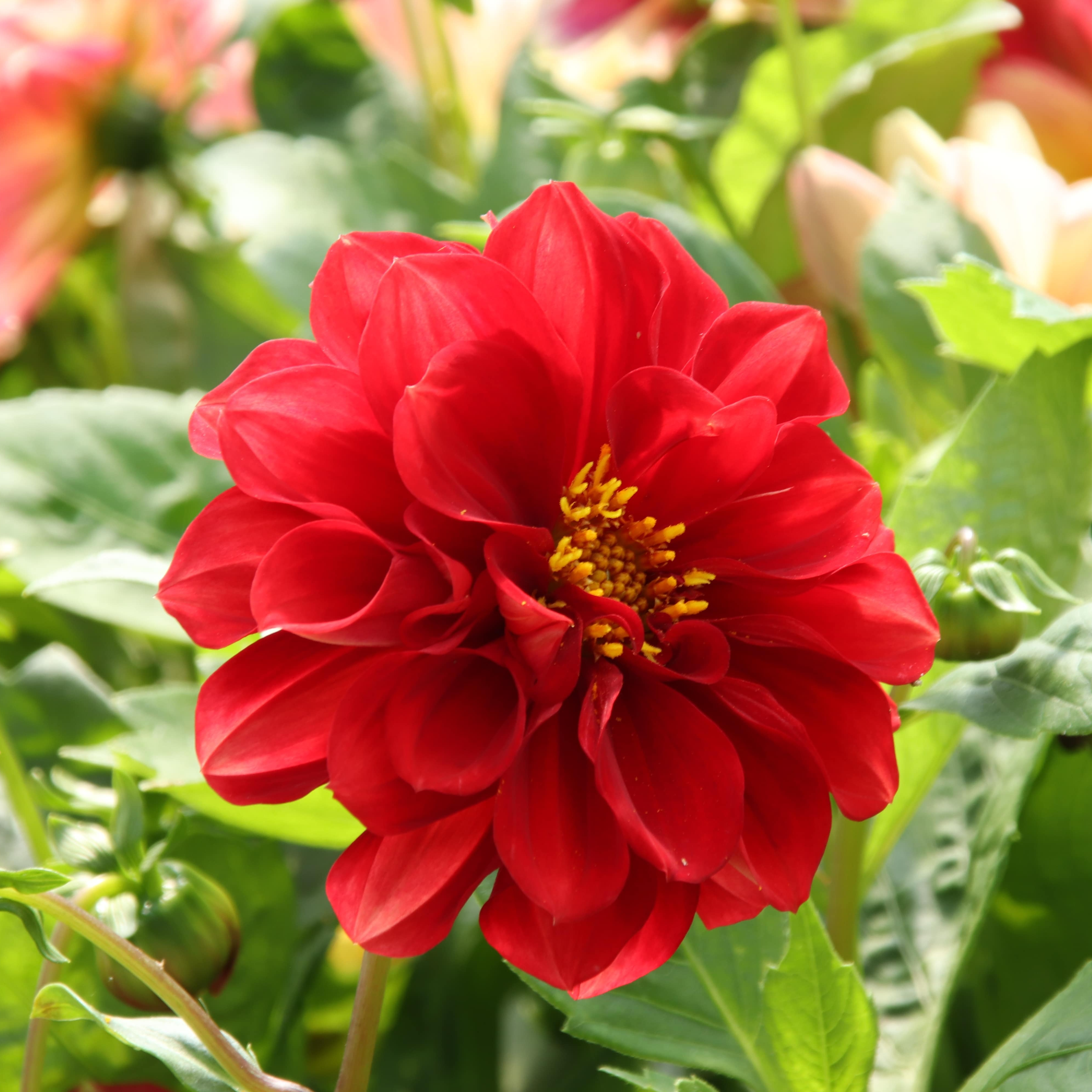 Dahlia