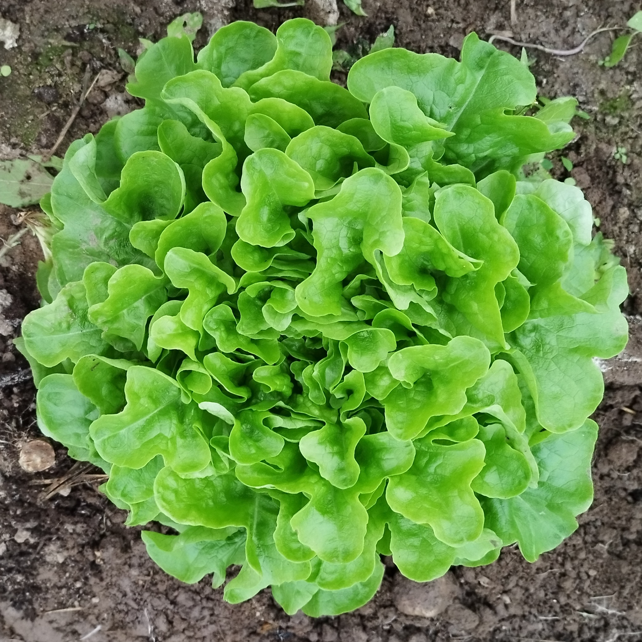 Salade Feuille de chêne verte - 1 pièce