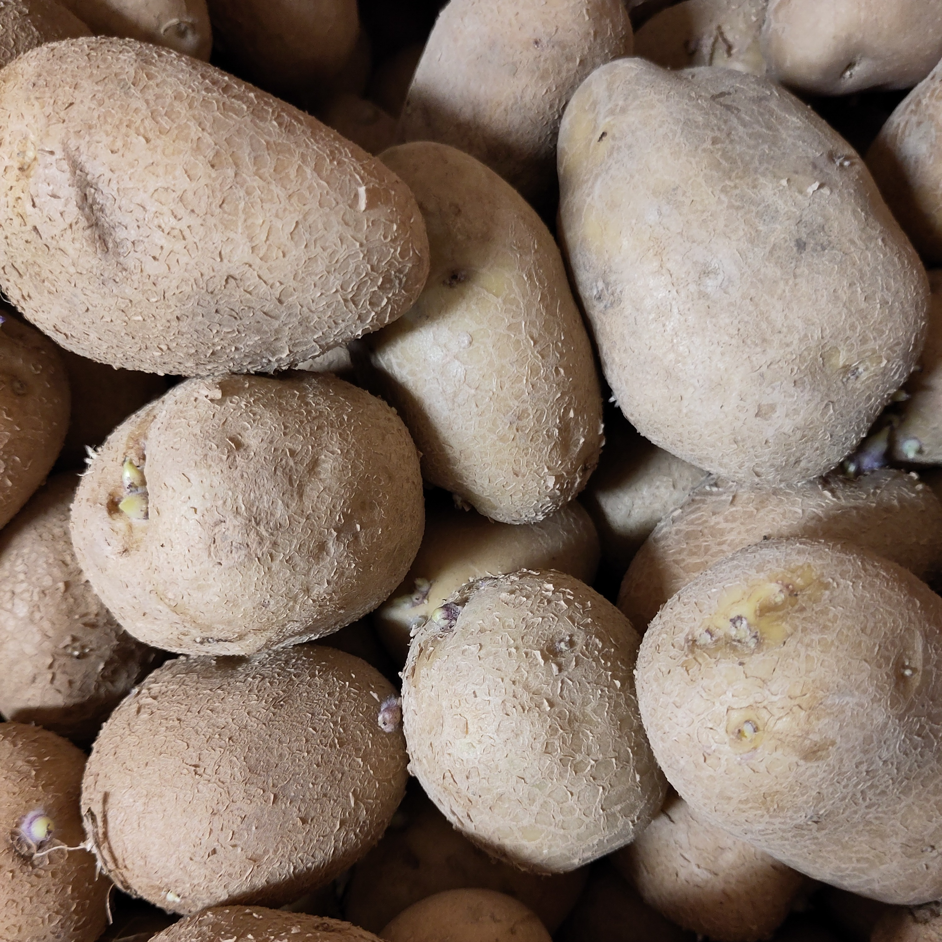 PDT chair tendre BIO