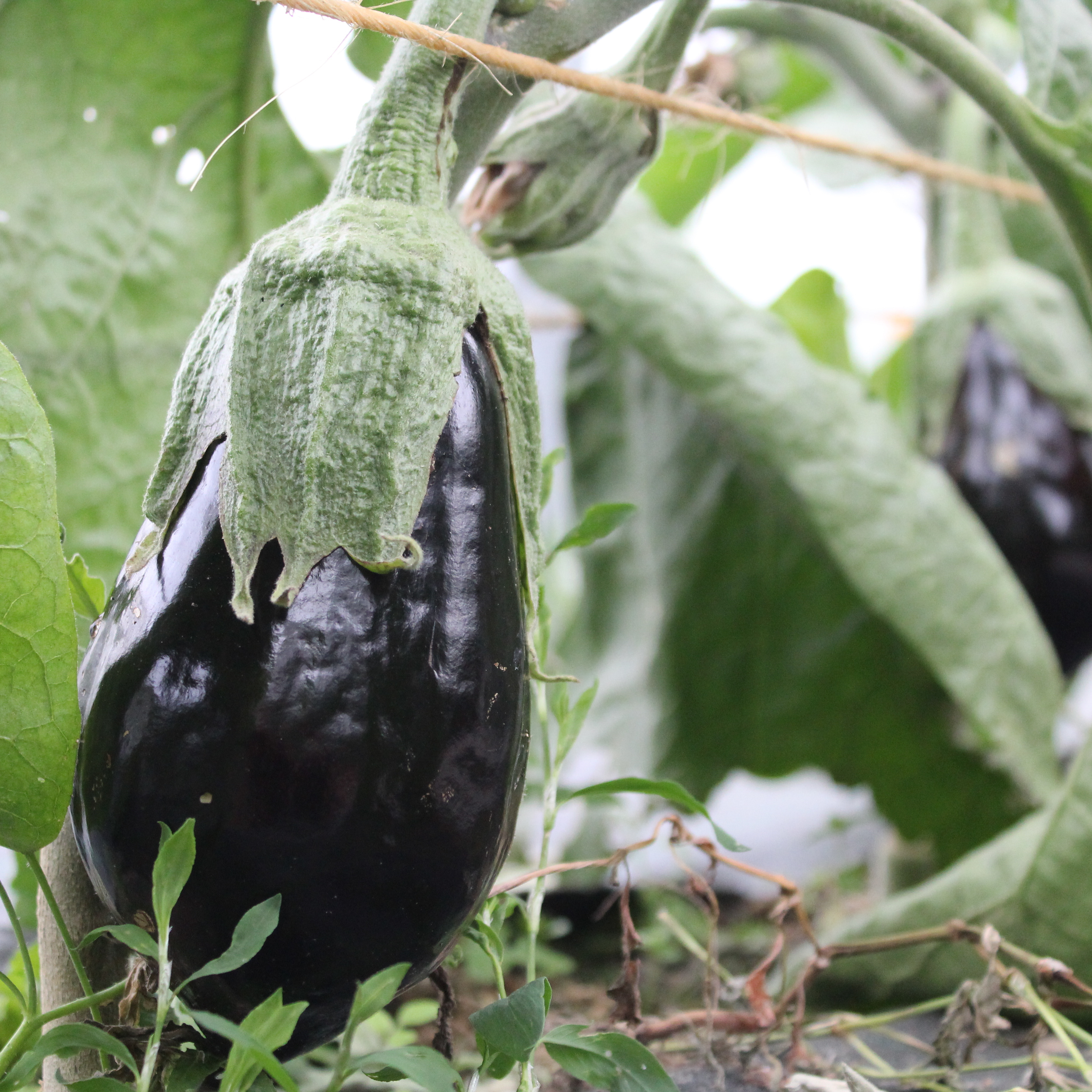 Aubergine - 0,6g
