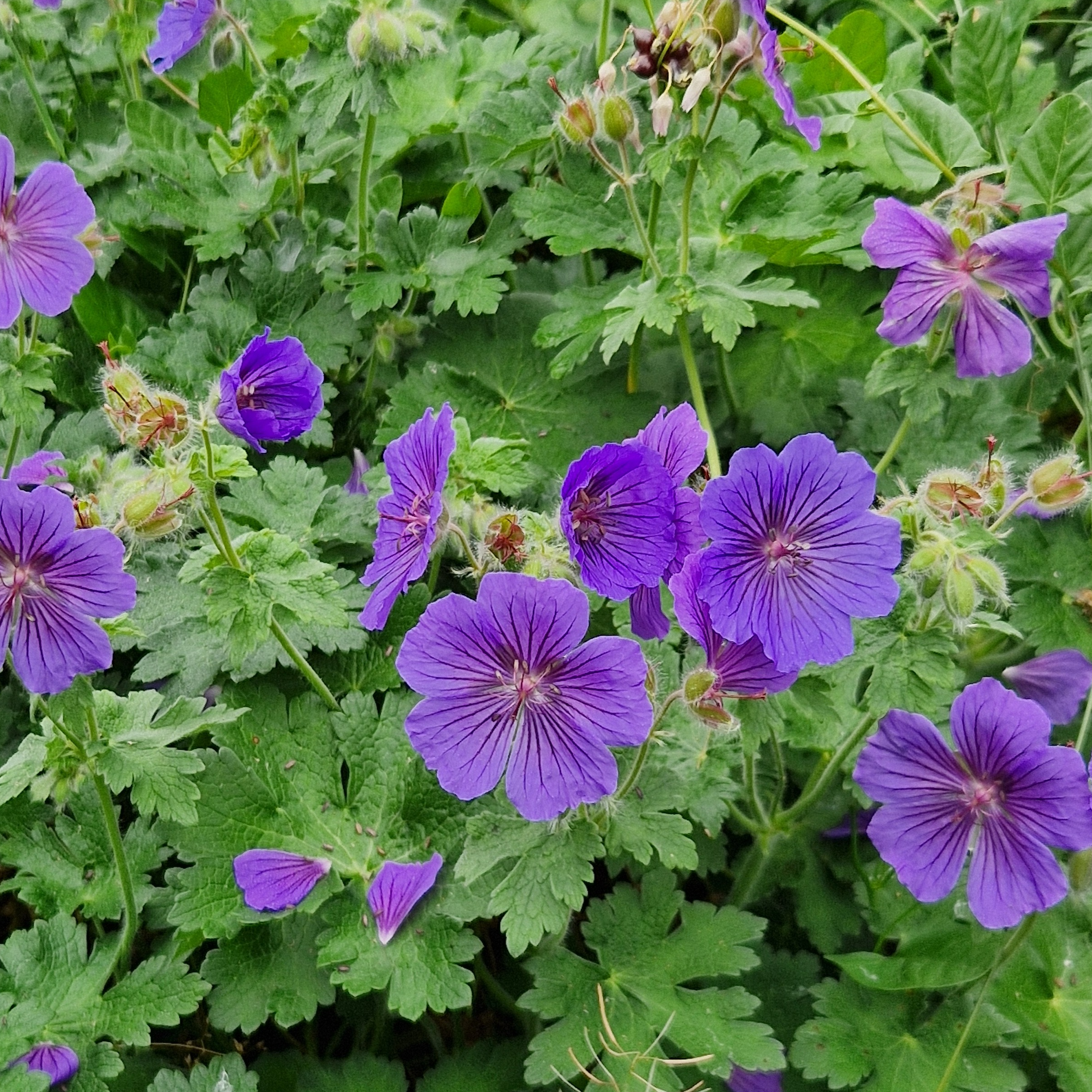 Geranium 'Phillippe Vapelle'