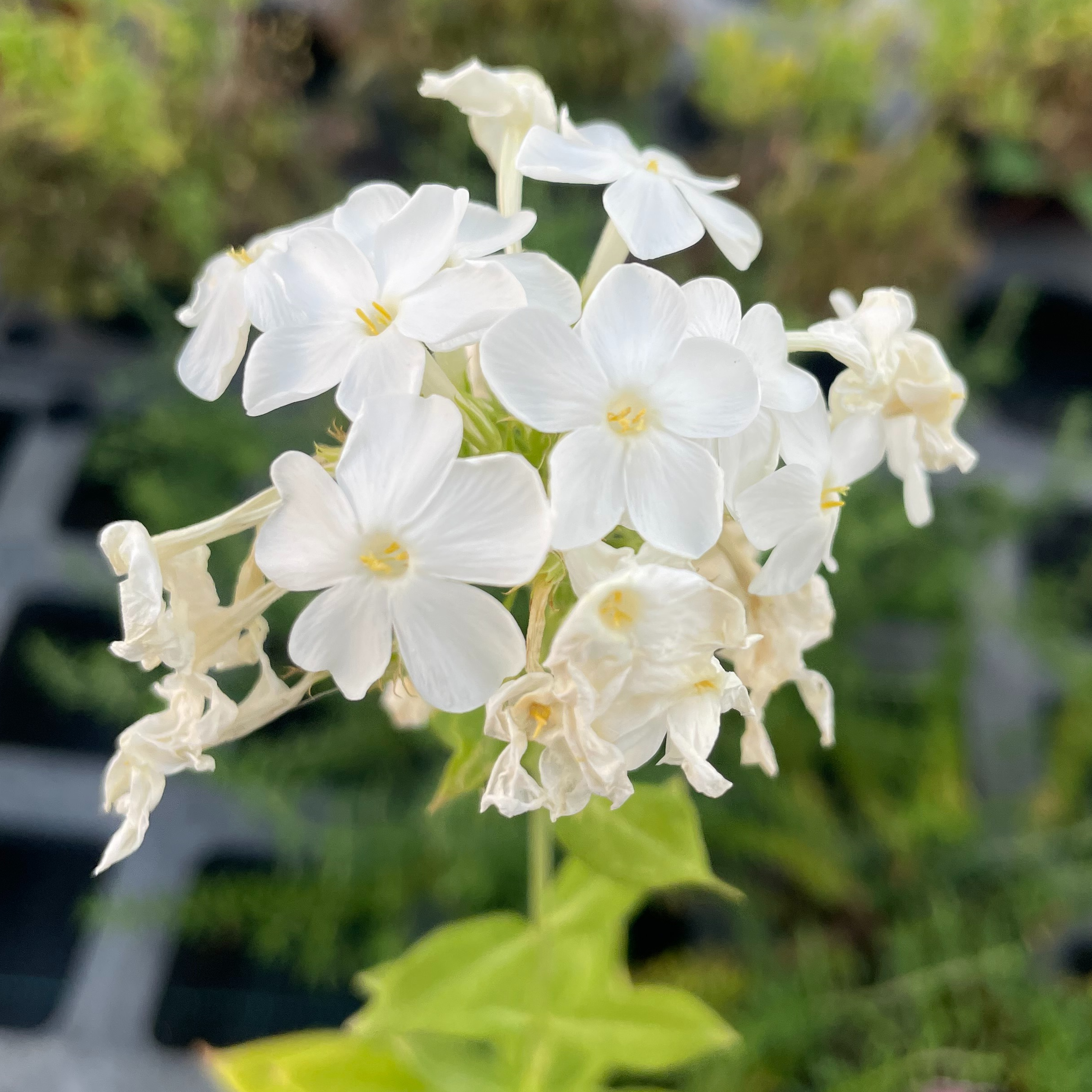 Phlox paniculata ‘Fujiyama’
