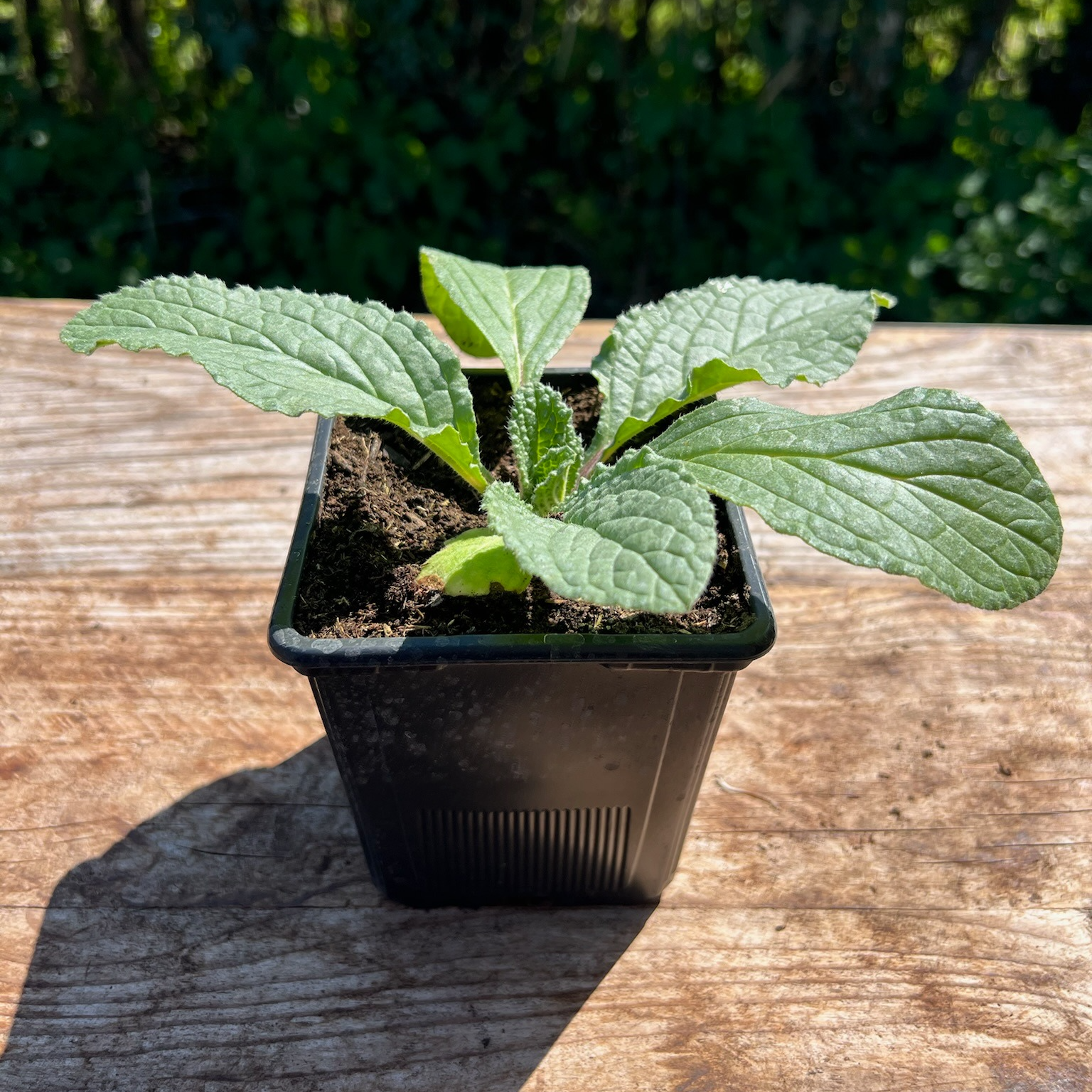 Plant Bourrache Bleue - 650g