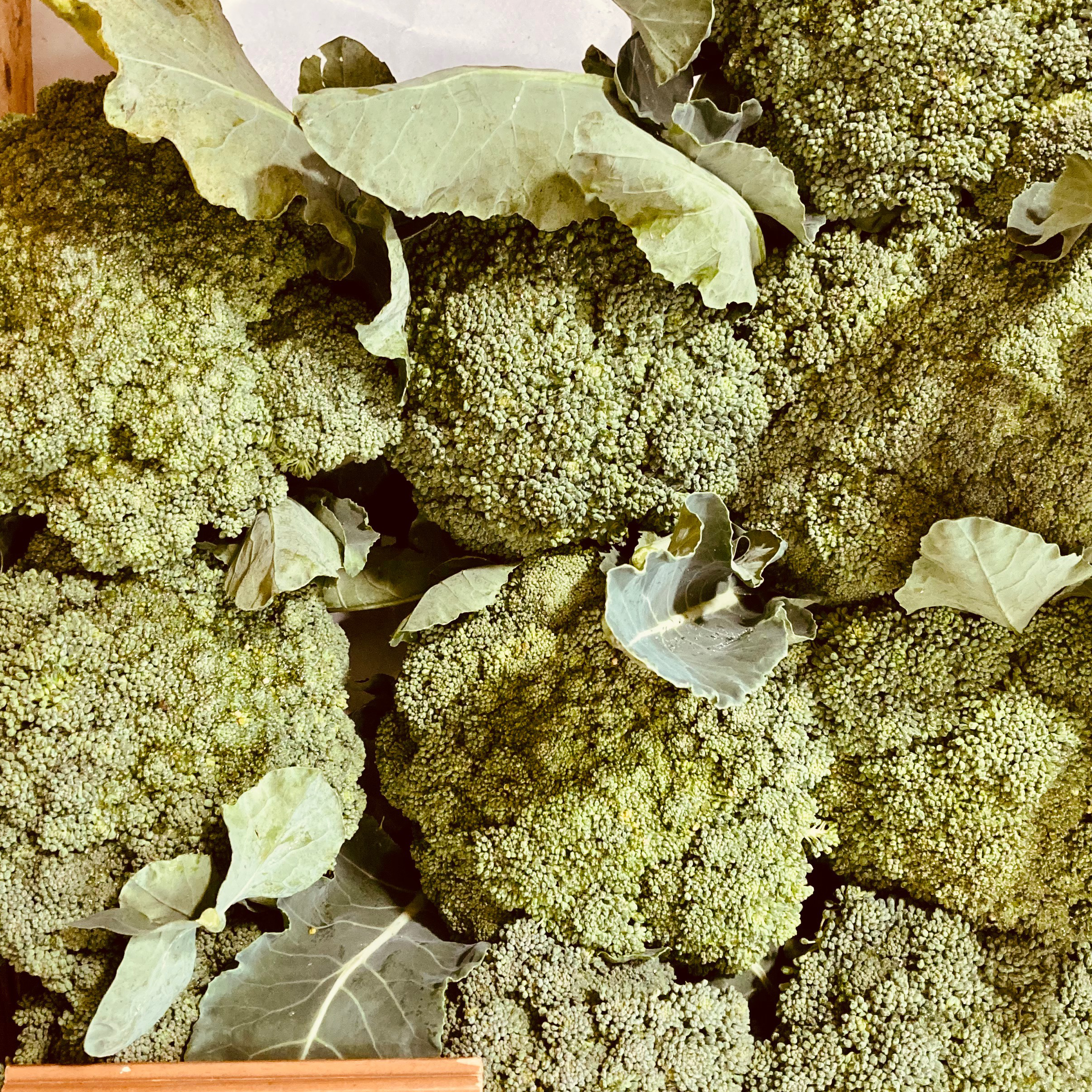 Brocoli (Kg)