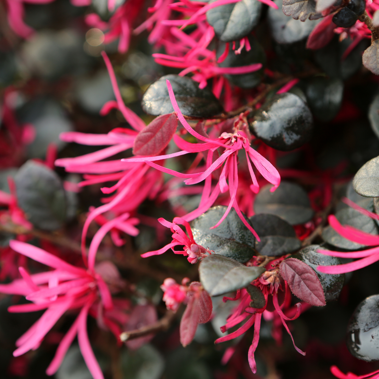 Loropetalum Rouge de la Majorie - 3l