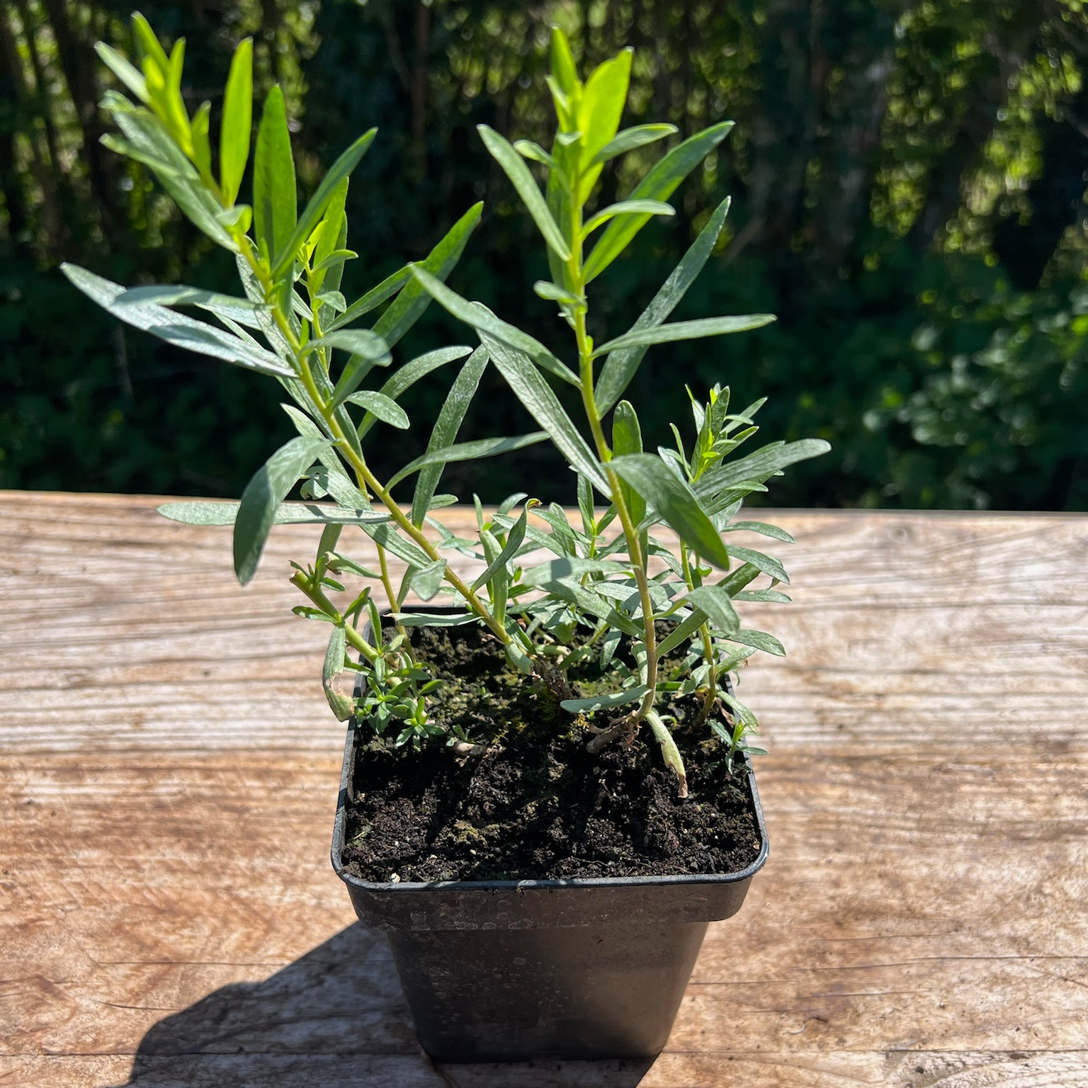 Plant Estragon Français Bio - 650g