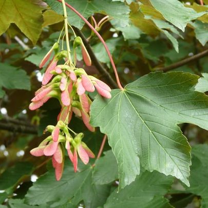 Erable sycomore - Acer pseudoplatanus