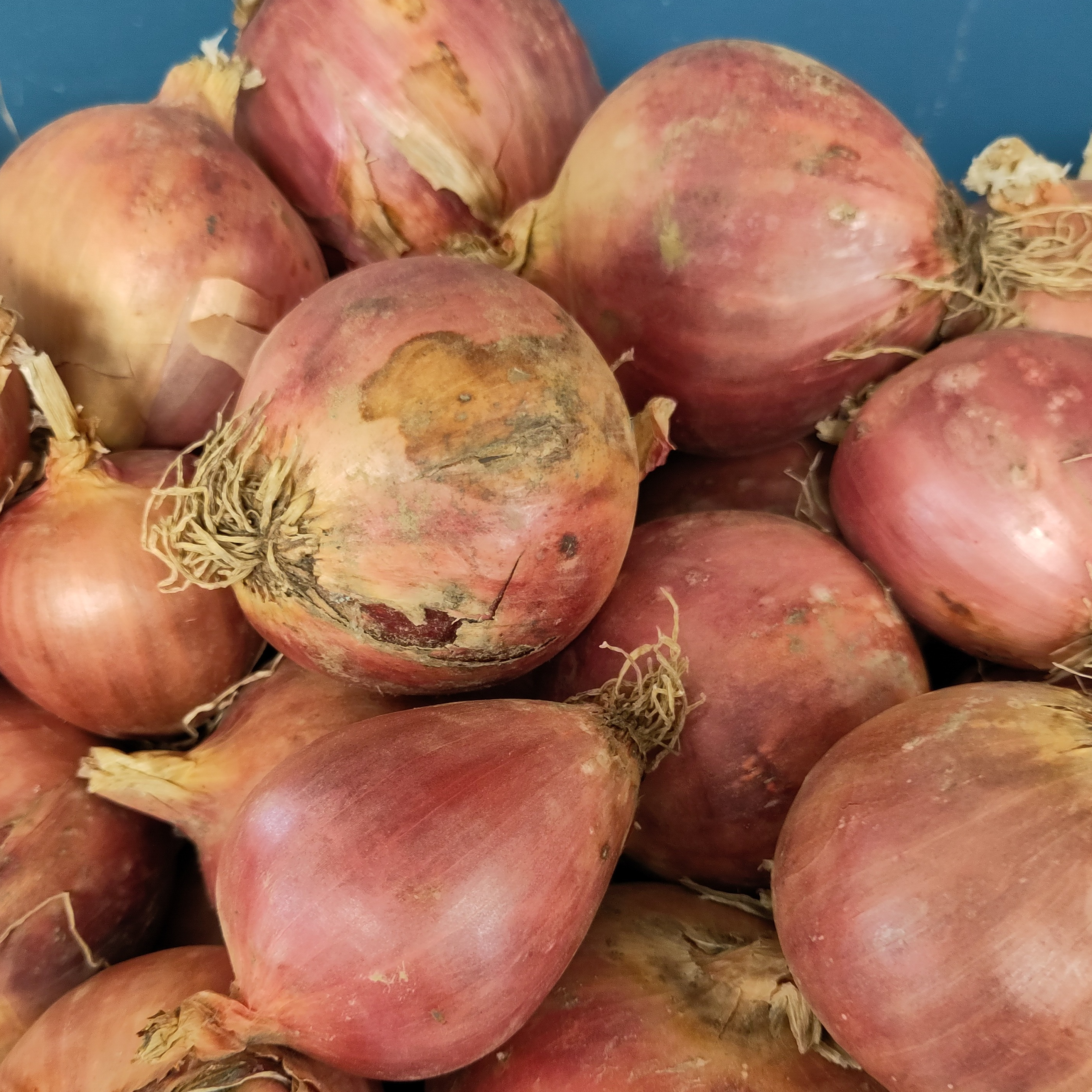 Oignon rose BIO