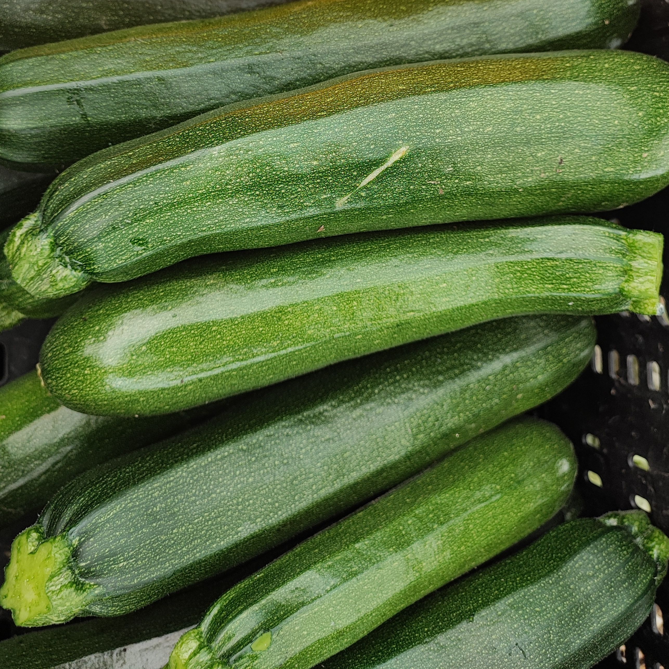 Courgettes verte