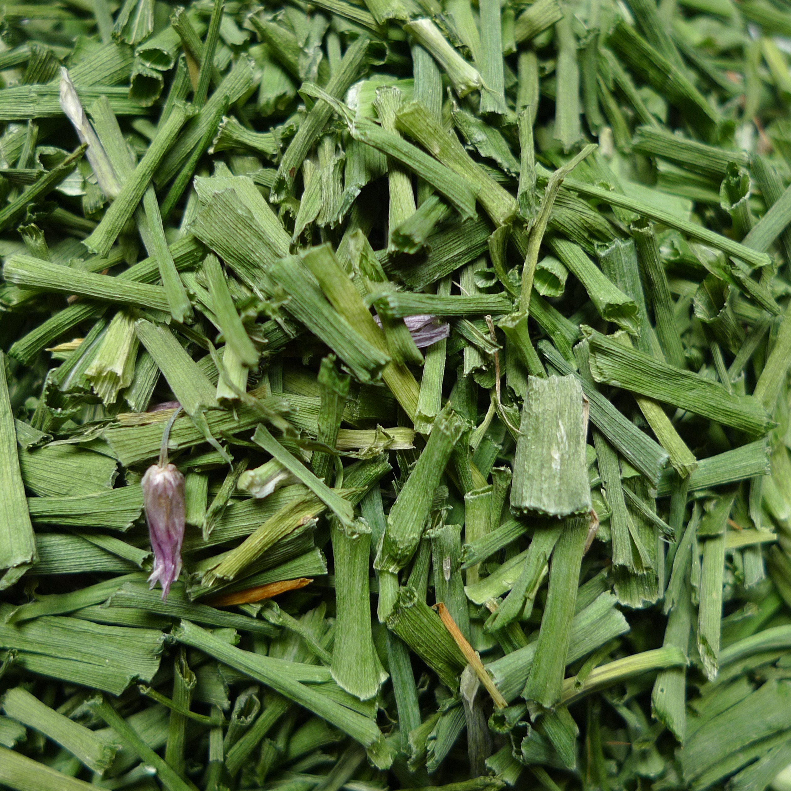 Ciboulette tubulaire - 6g