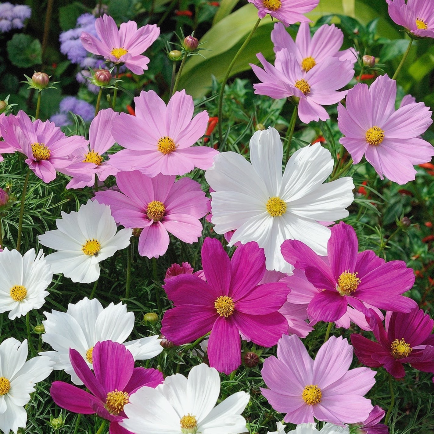 Cosmos à la tige