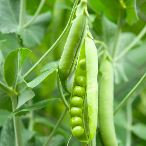 Petit pois - 250g