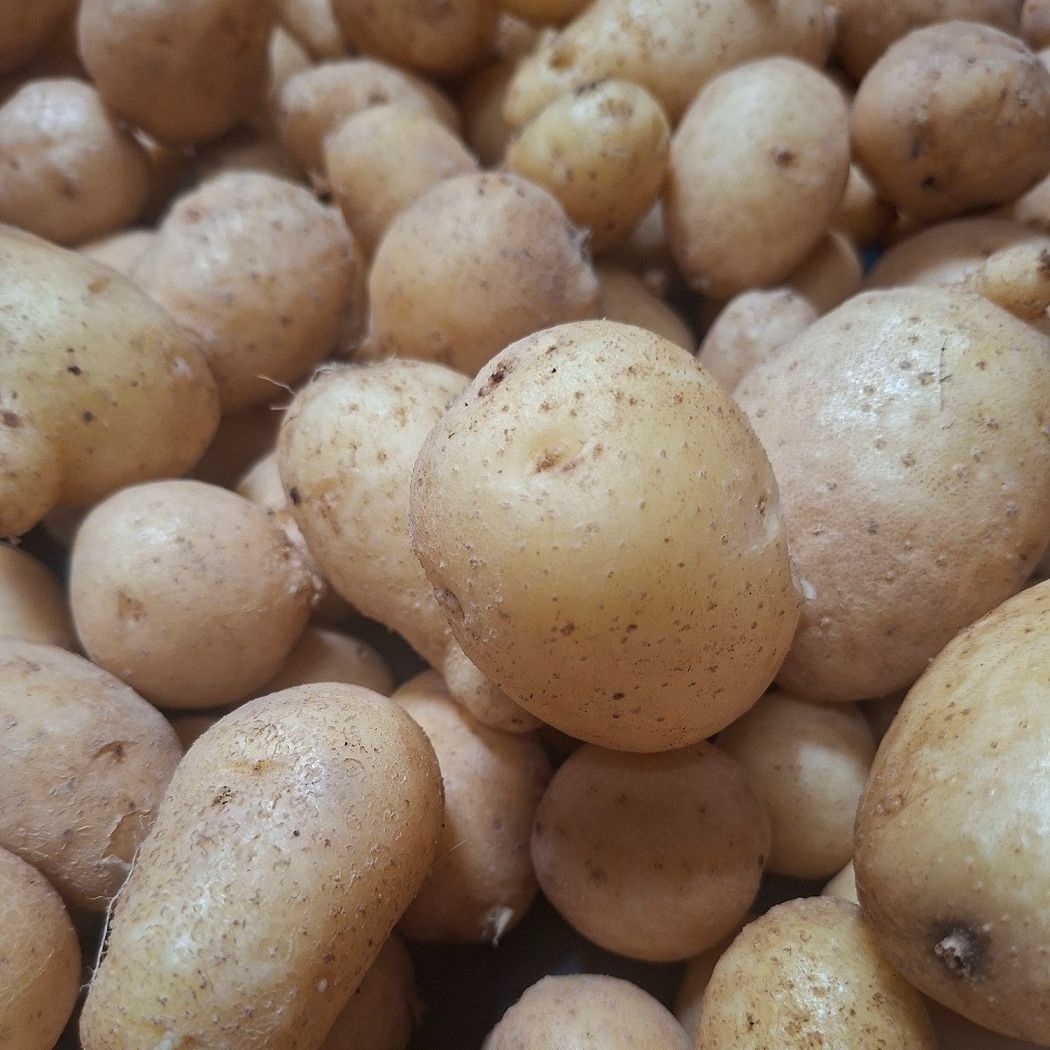 Pomme de terre