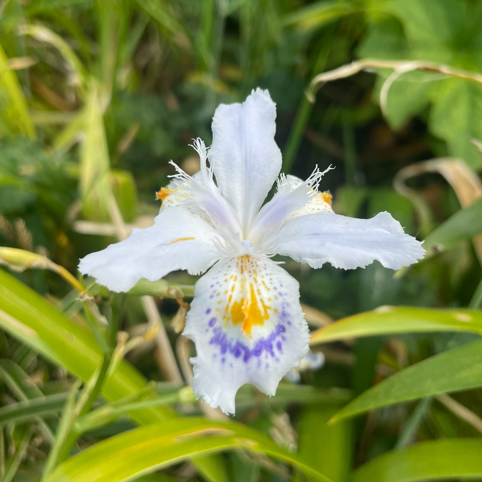 Iris japonica