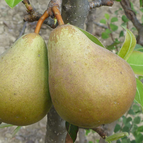 Belle Poitevine - Très vigoureux
