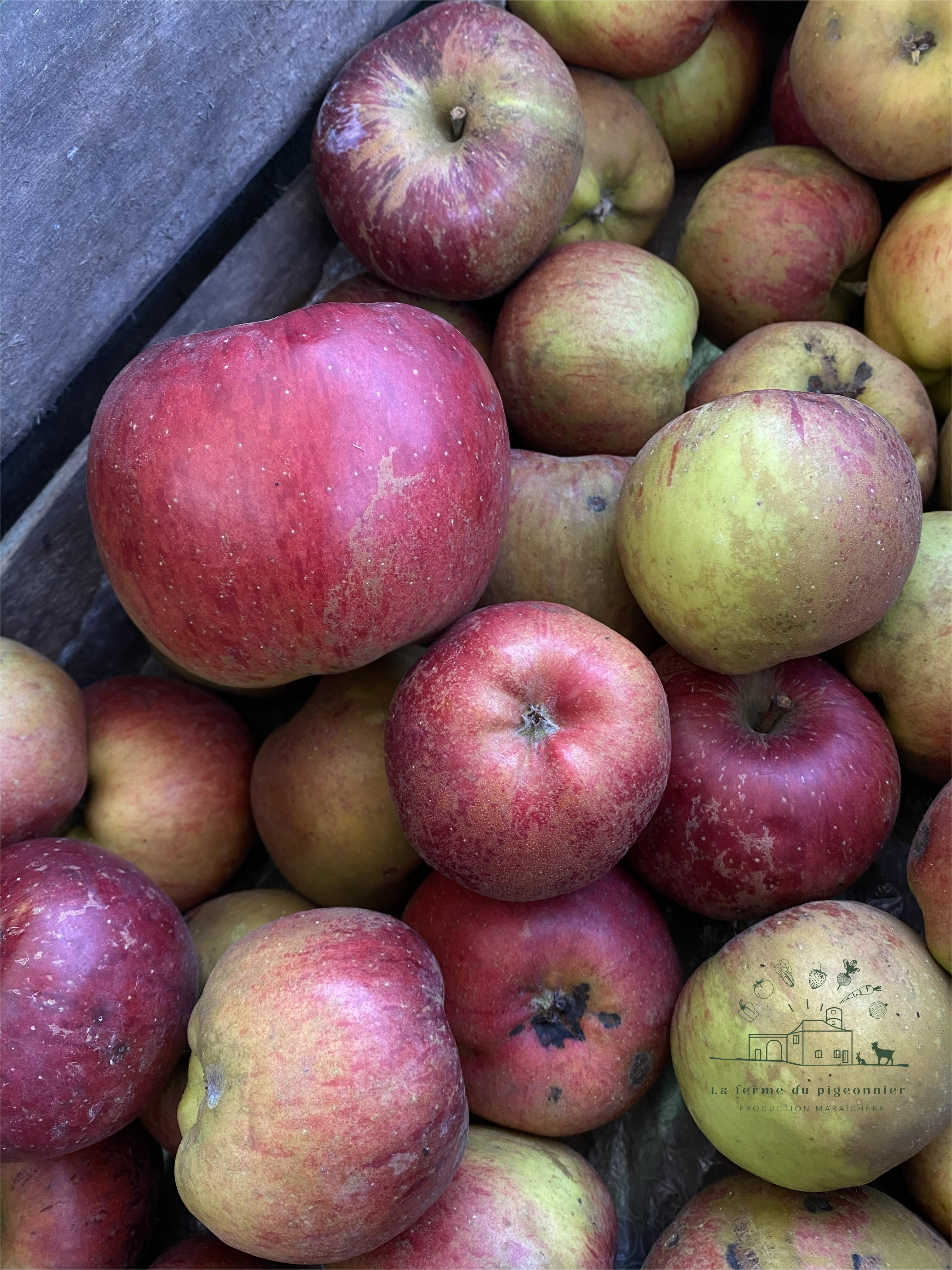 Pomme à croquer