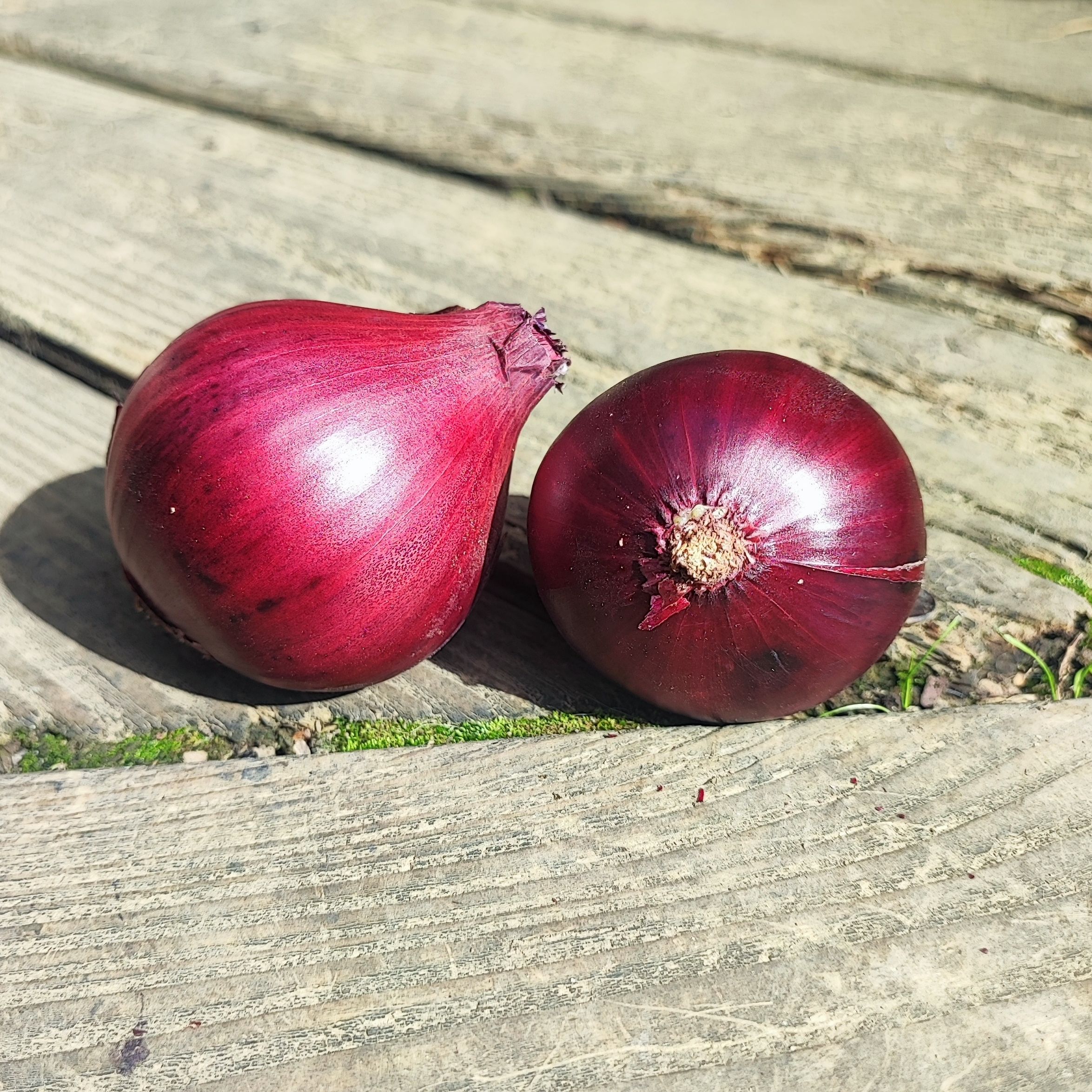 Oignons rouges