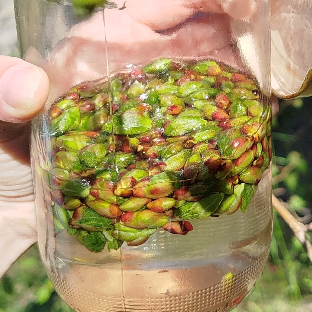 Gemmothérapie Tilleul - 30ml