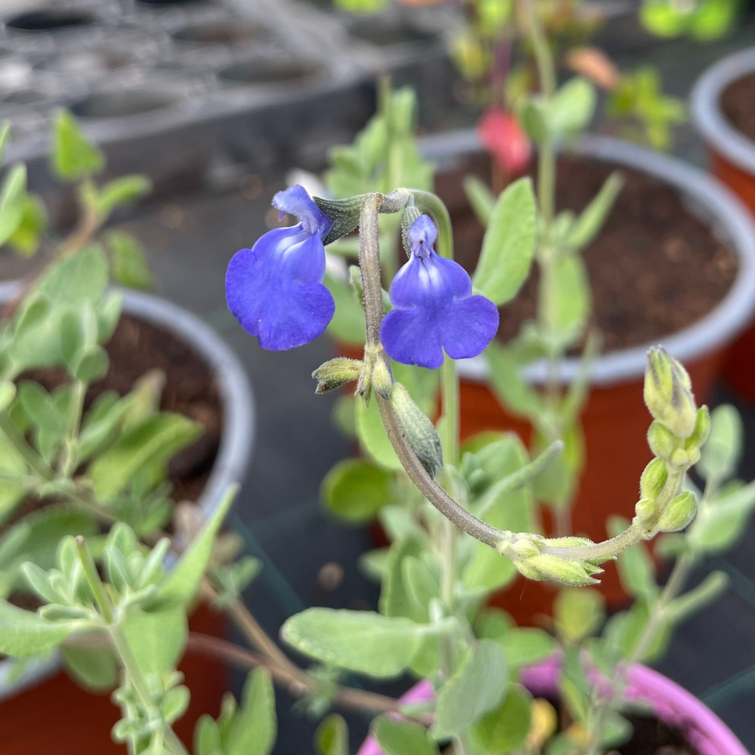 Salvia villosa