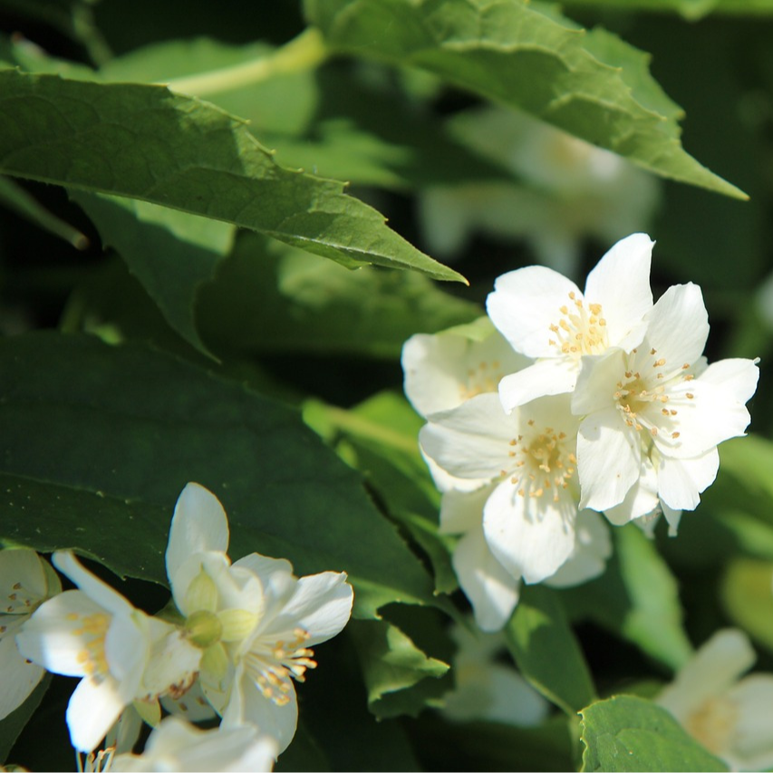 Seringat bouquet blanc, fleur simple