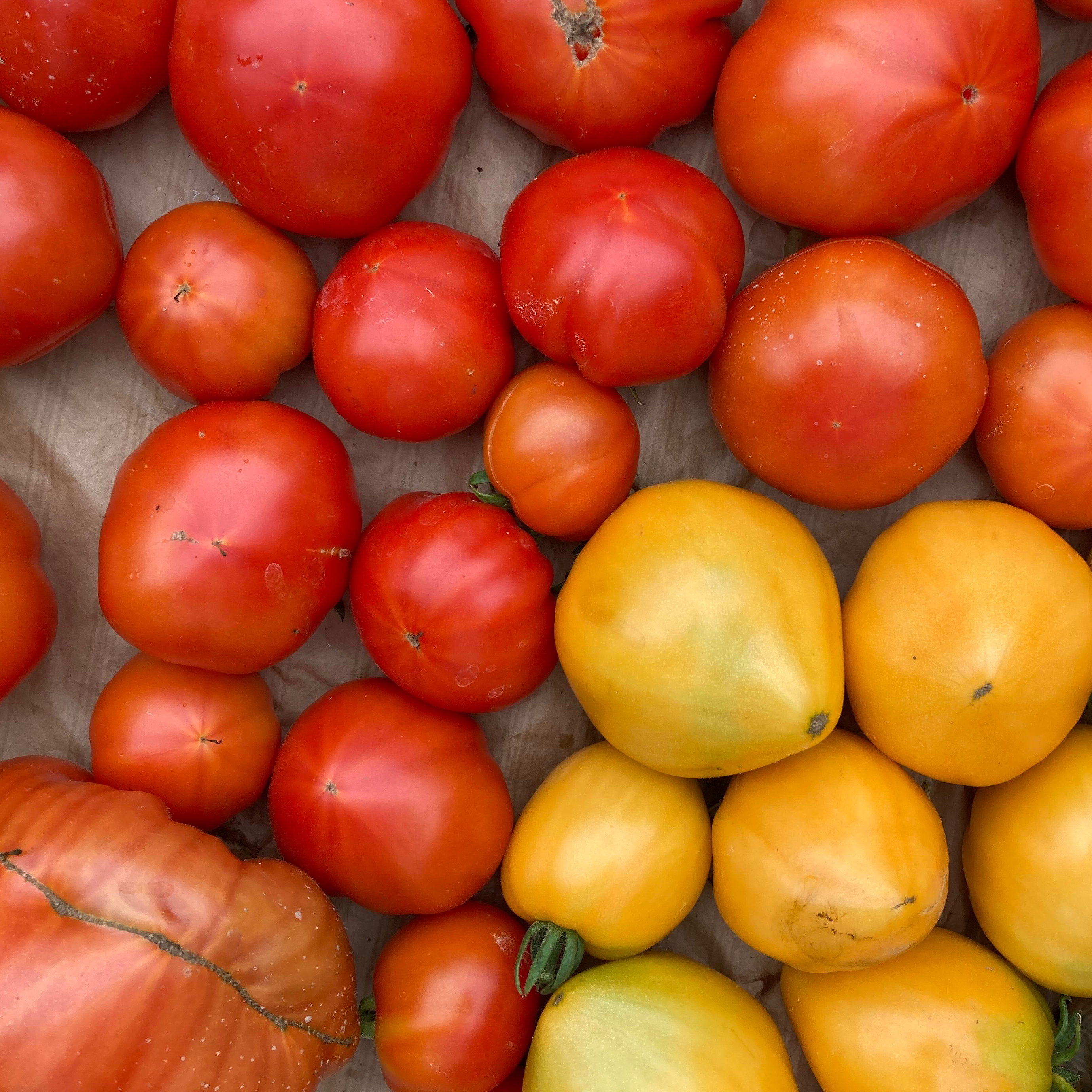 Tomate ancienne / Assortiment