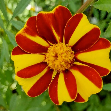 Fleurs d'Œillet d'inde Gryffondor (par 15)