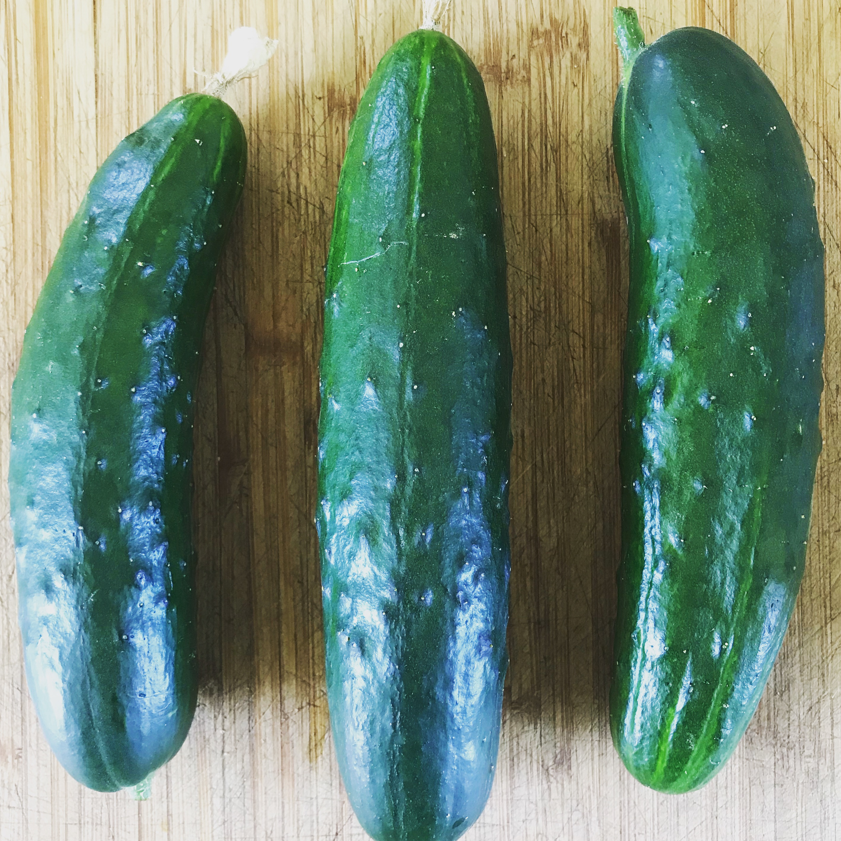 Concombre épineux