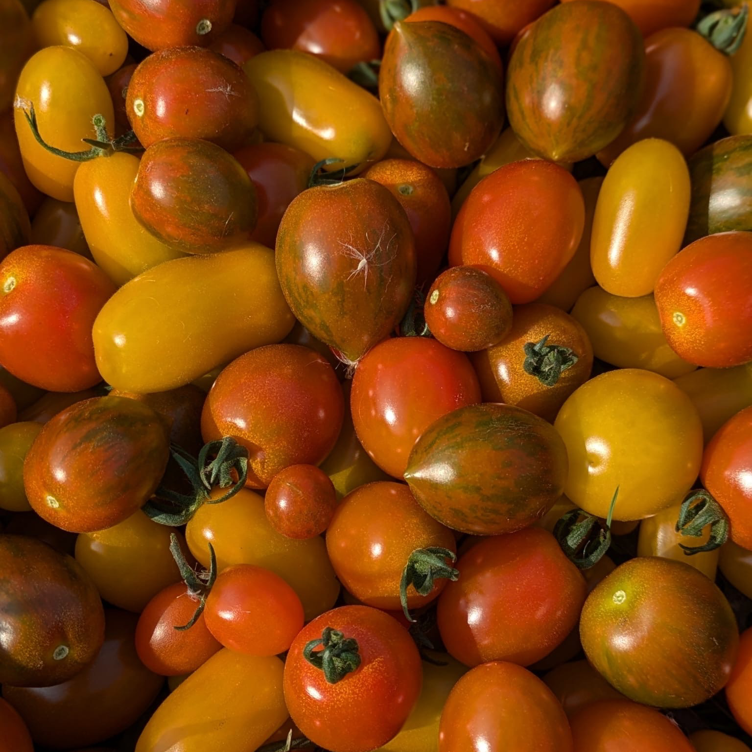 Tomates cerises en mélange