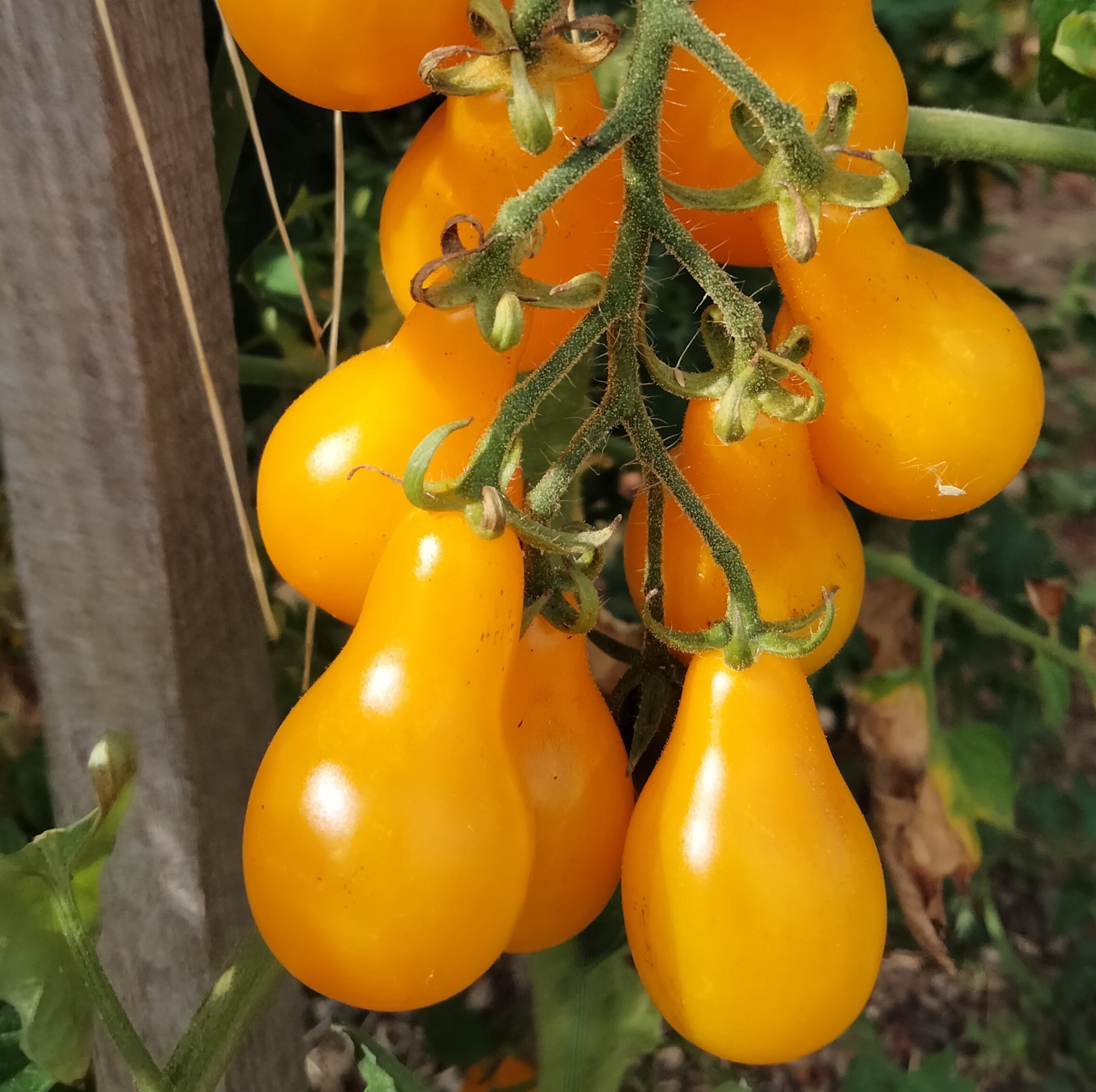 Plant de Tomate Poire Yellow Pearshaped