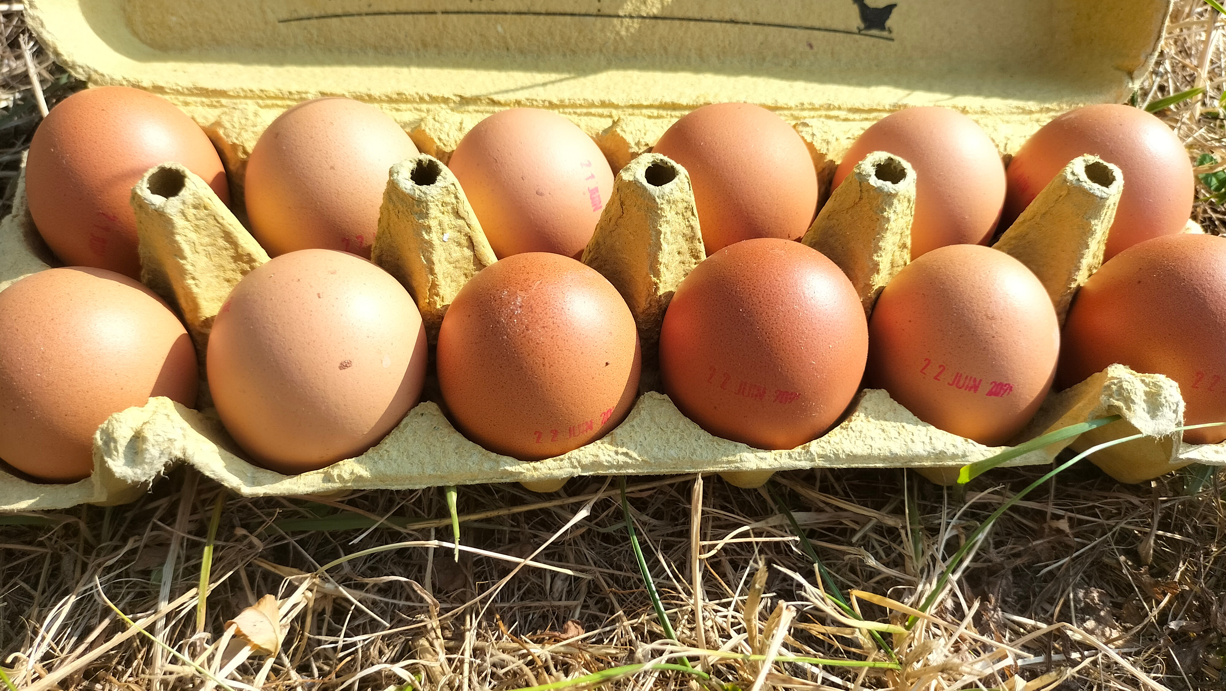 Oeufs frais de poules élevées en plein air (x12)
