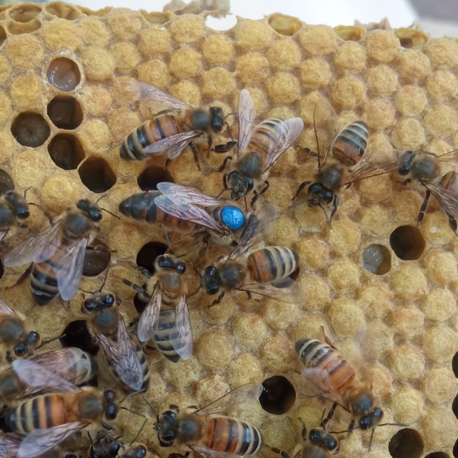 Reine Buckfast F1 sélectionnée Semaine 25