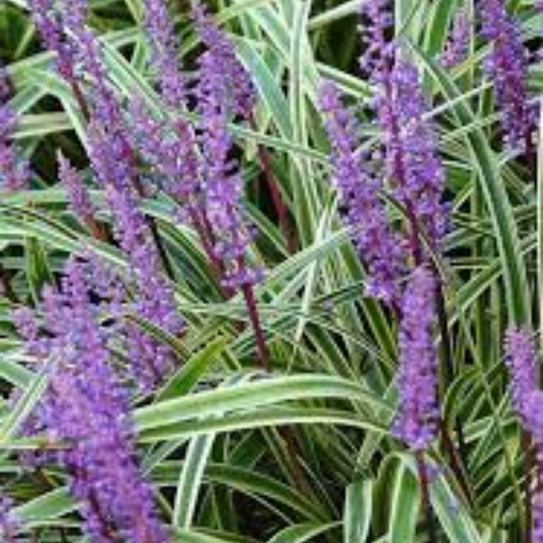 Liriope muscari 'Silverribbon'