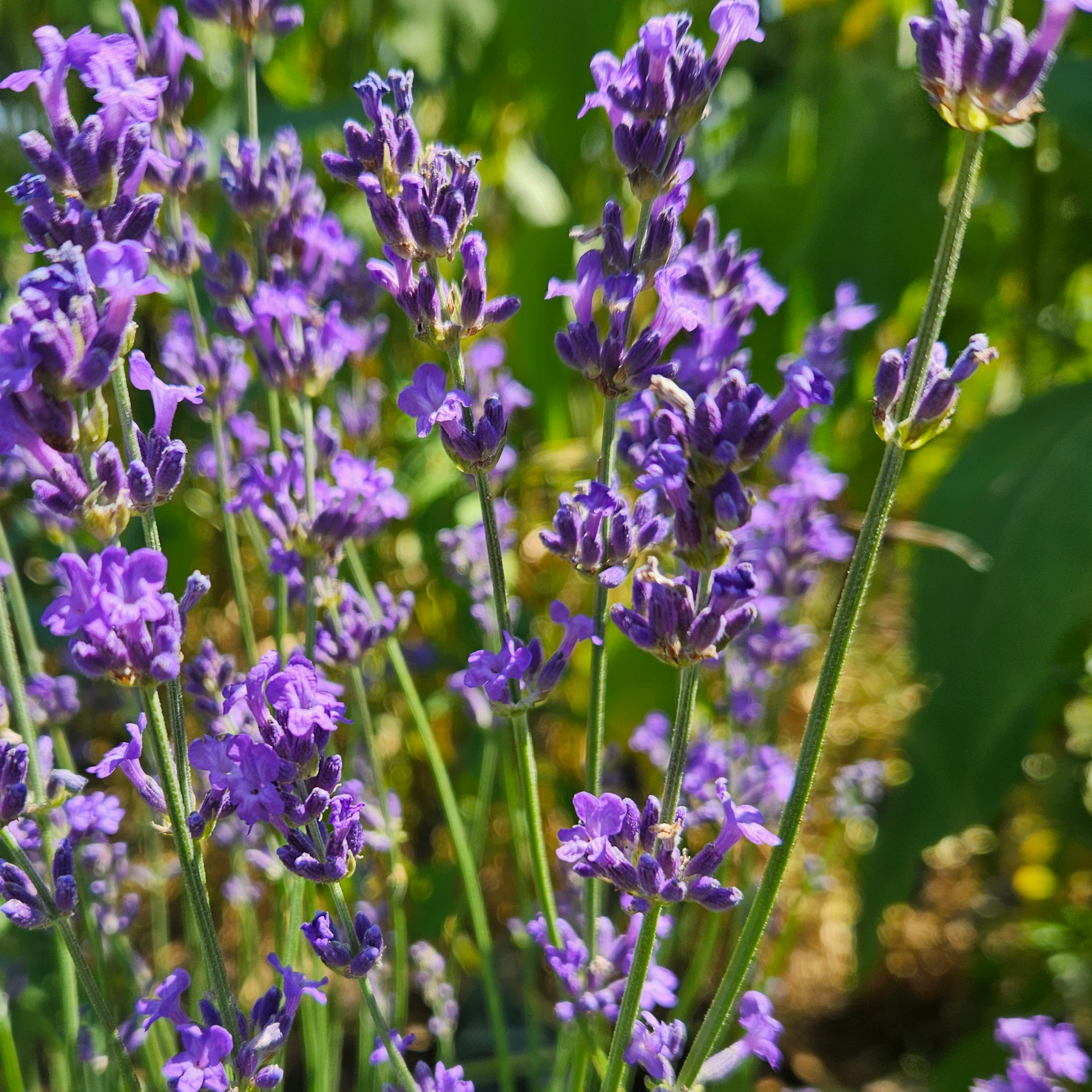 Fleurs de lavande
