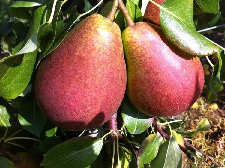 Poire Q Tee