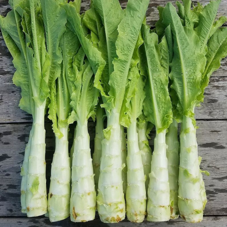 Laitue "Asperge" Celtuce / bouquet de 5