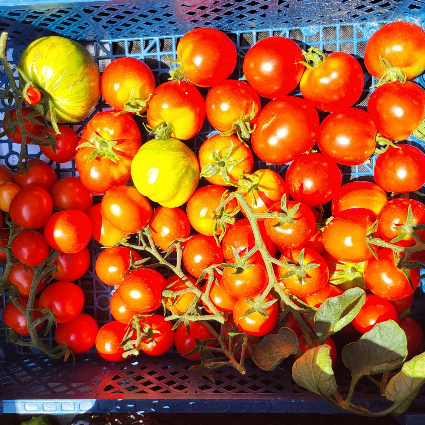 Tomates - mélange de rouges et de variétés anciennes et colorées