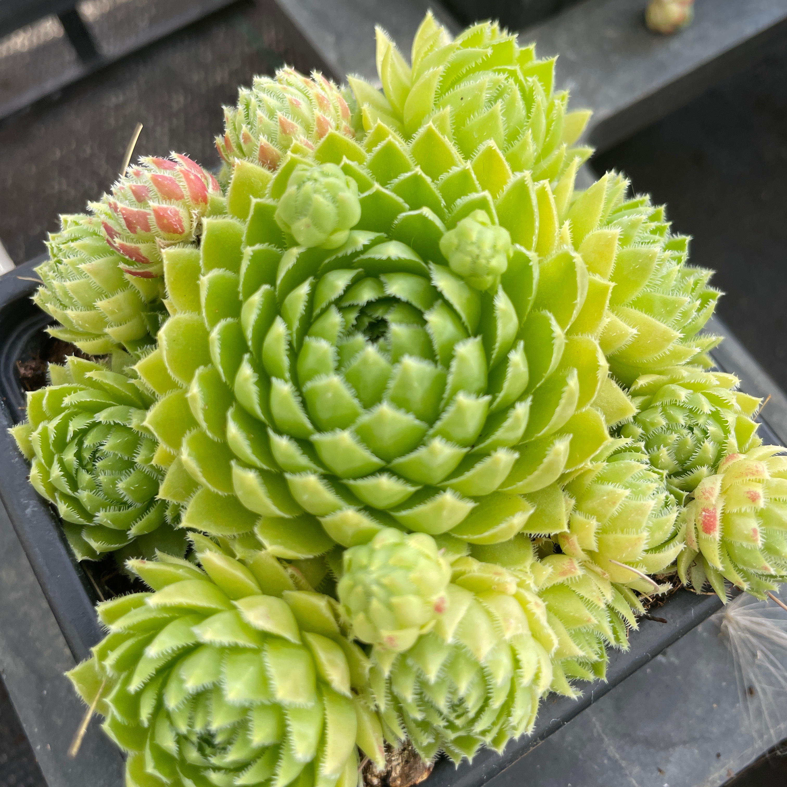 Sempervivum arenarium