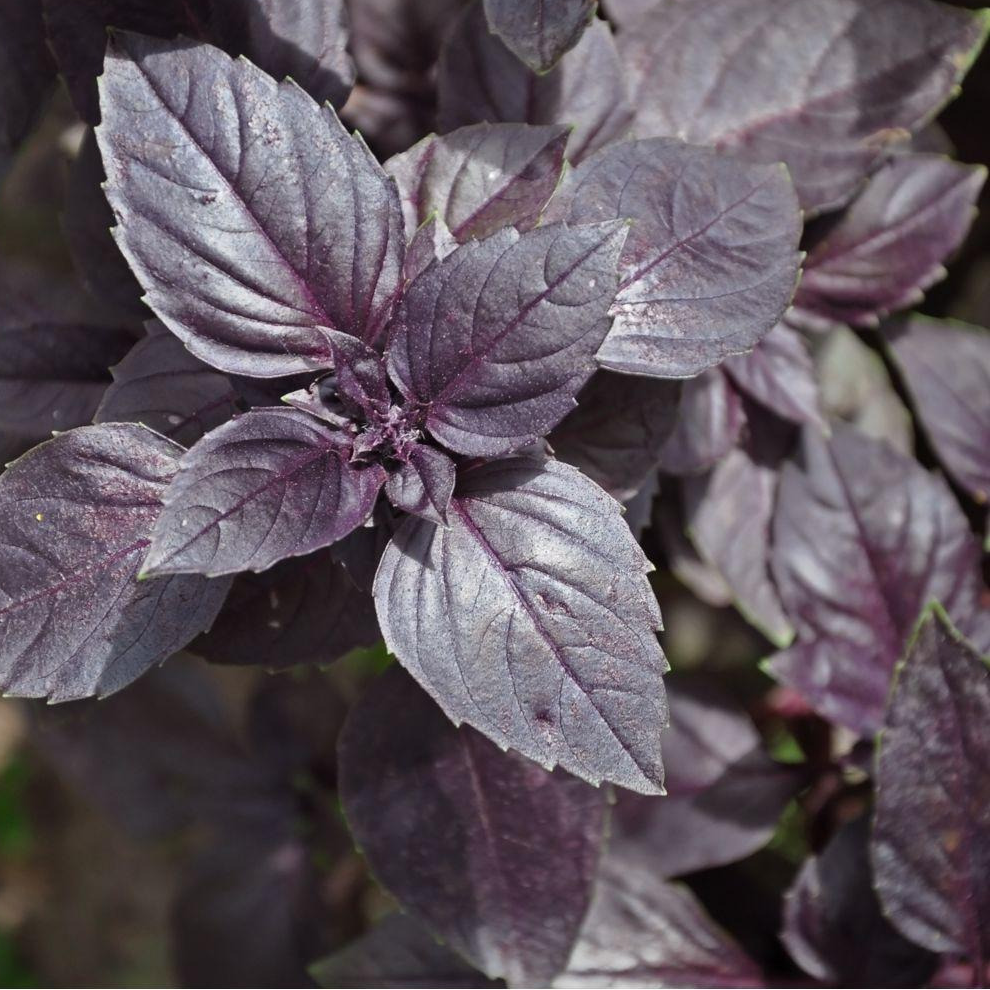 Plant - Aromatique / Basilic pourpre