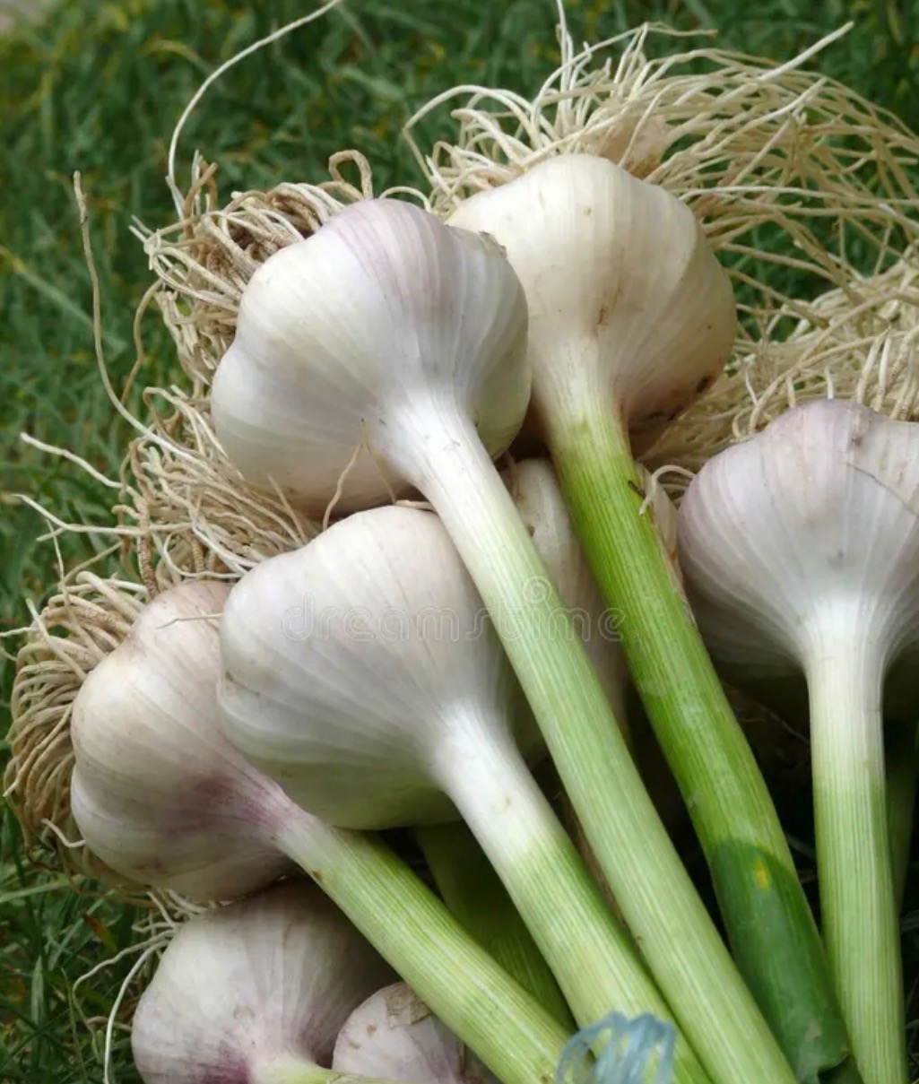 Ail frais