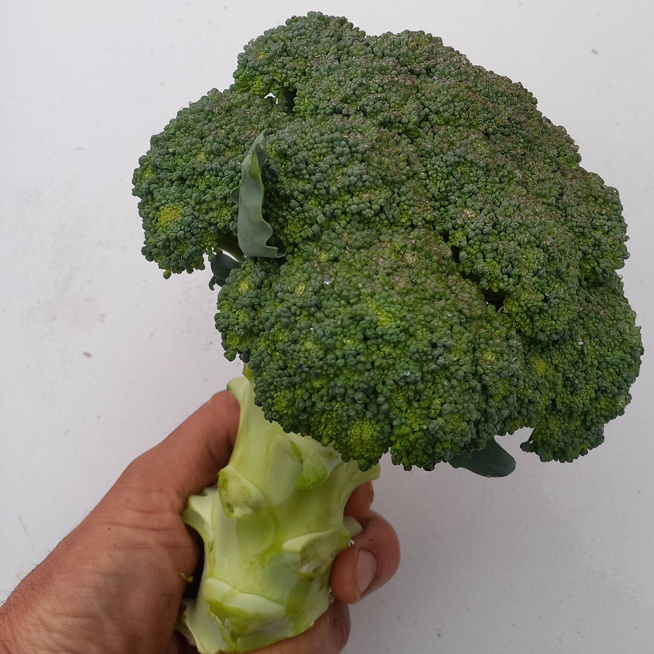 Chou brocoli - 0,5kg