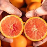 Orange Cara cara navel Bio - 10kg
